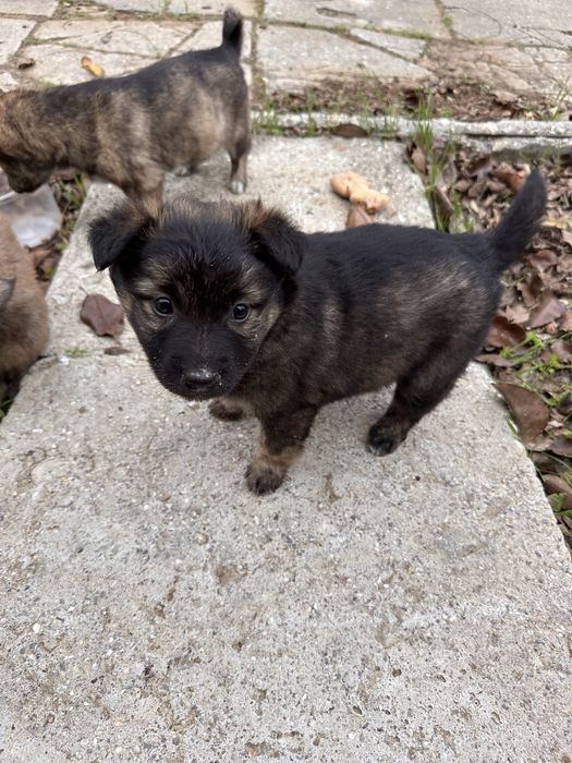 БЕЗКОШТОВНО. Віддамо в добрі руки цуценят