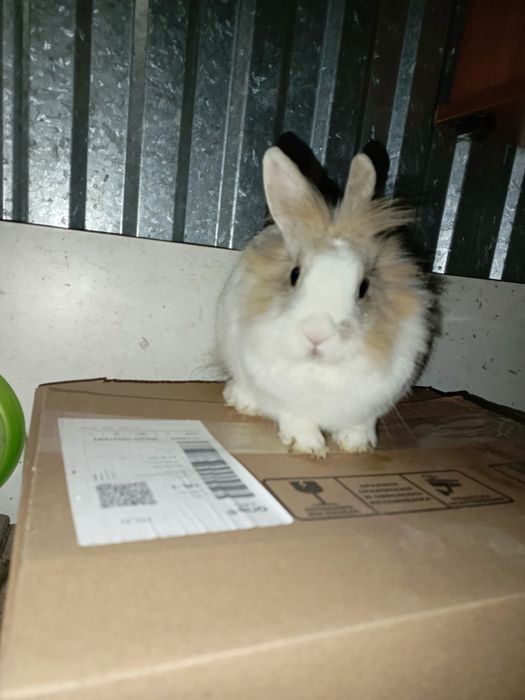 sprzedam królik miniaturka