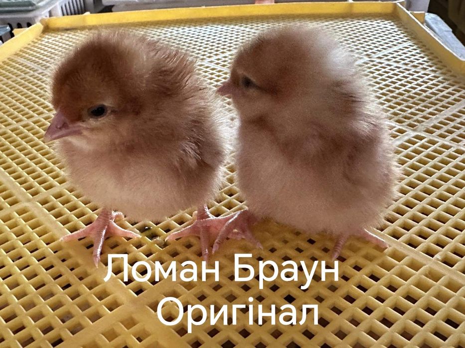 Цыплята Циплята Курчата ДОБОВА Несушка+Півники Півні Петухи Петушки