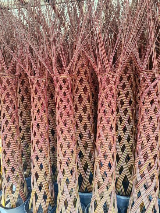 Wierzba pleciona, drzewko wiklinowe