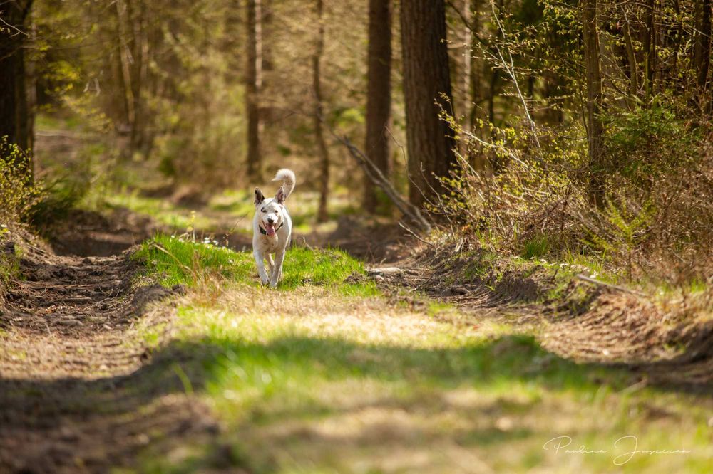 Nord - ten świetny pies czeka na Ciebie...