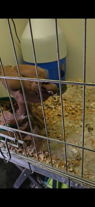 Wywrotek mazurski 2025r samczyk