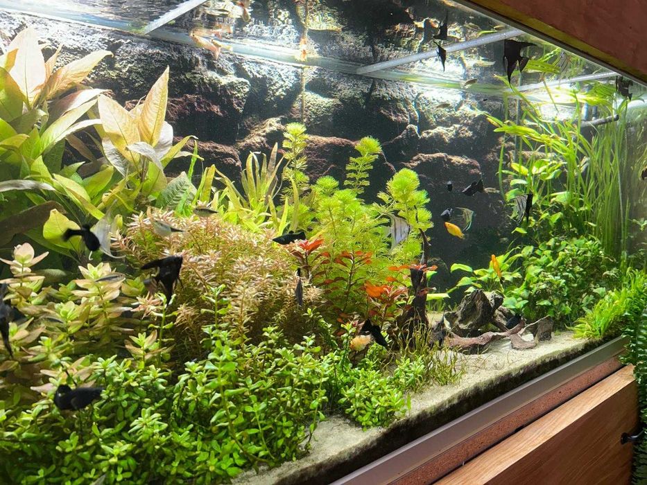 Roślinki akwariowe