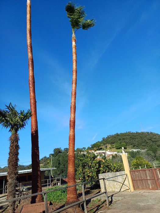 Palmeiras Washingtonia