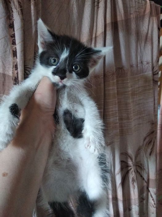 Отдам в хорошие руки