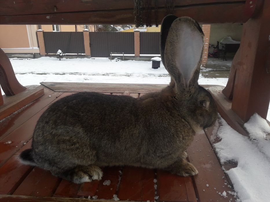 Кролі фландр різен