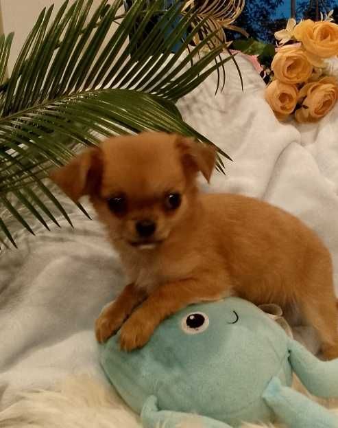 Chihuahua długowłosy chłopiec
