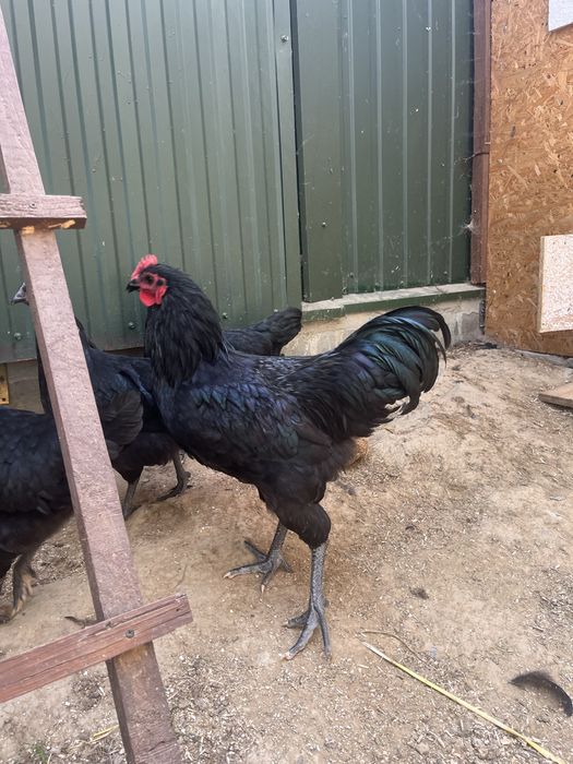 Sprzedam koguty australorp mlode
