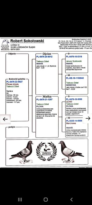 Gołębie pocztowe samice z rozpłodu