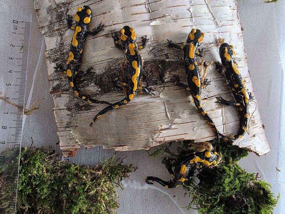 RARYTAS Salamandra algira tingitana CB26 9cm (Beni Arous, Maroko)