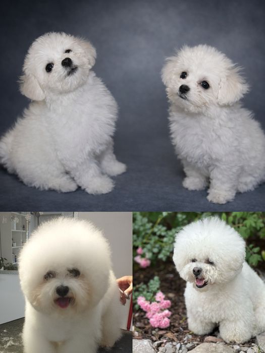 Maluchy Bichon Frise