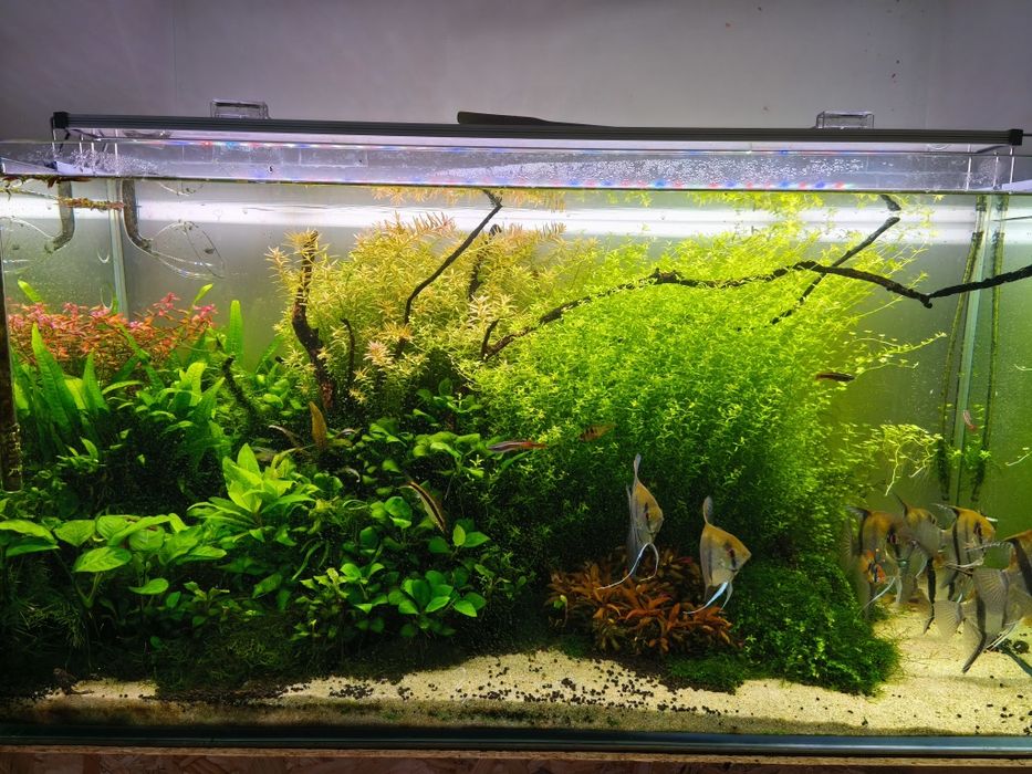 Pack de plantas naturais para aquário