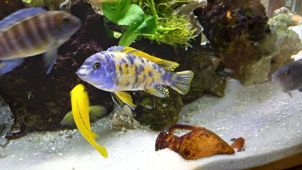 Ciclideos do lago Malawi