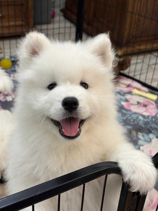 Samoyed Samojed FCI / ZKwP chłopak gotowy do zmiany domku