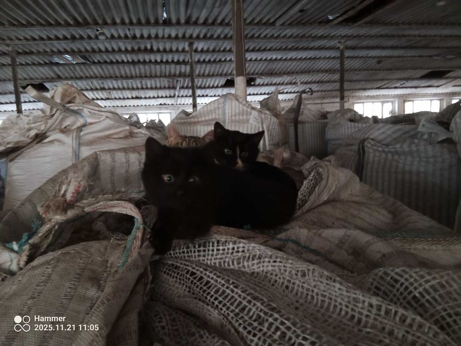 czarno- białe szczęście szuka swojego człowieka