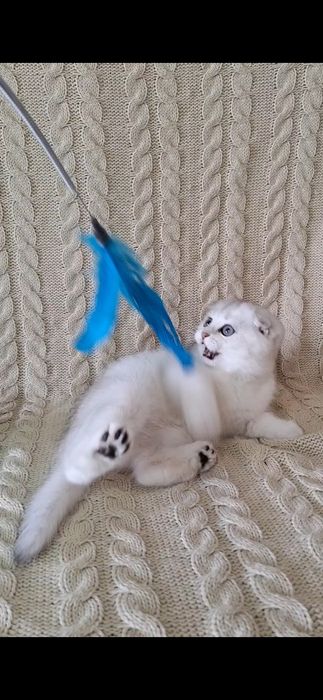 Срібляста шиншила.