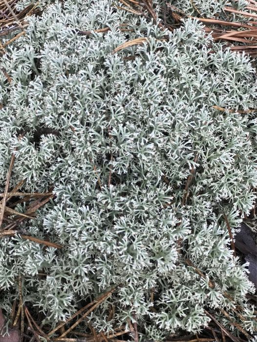 Живий та сухий мох для тваринок та декору.