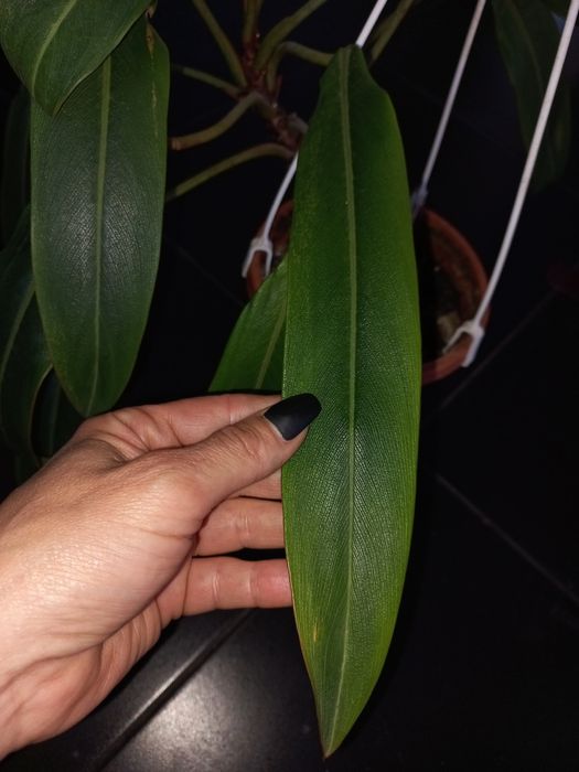 Филодендрон Pig Skin  довгий лист