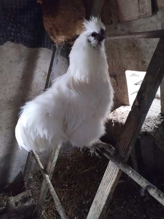 Kogut Silki  sprzedam