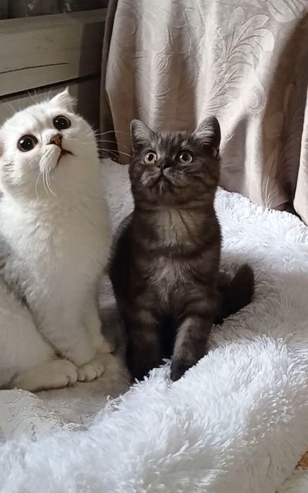 Британські  котики киці страйт