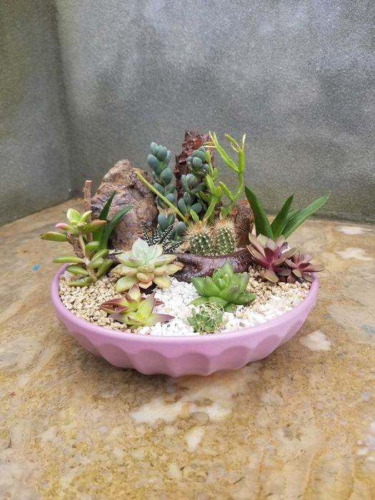 Arranjo de Suculentas