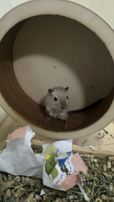 Миша піщанка пара самок монгольська мишка