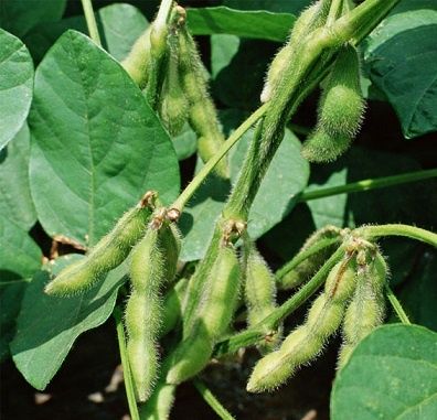 Насіння сої під раундап