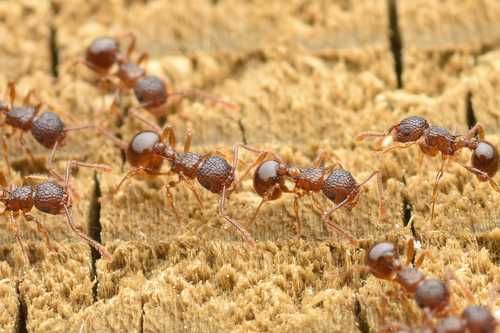 Мурахи pristomyrmex punctatus