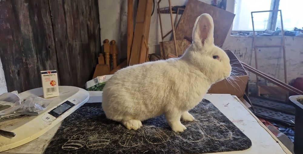 Samiec samce wb Wiedeński Biały