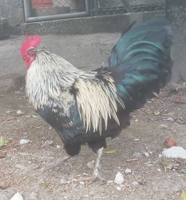 Phoenix X galinha preta