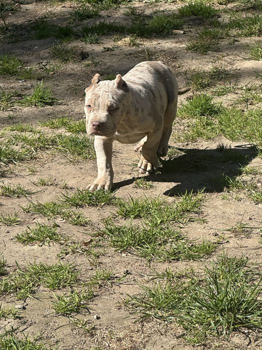 American bully xl