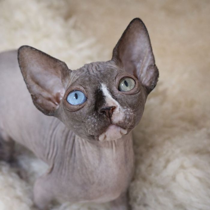 ZARA Tylko legalna hodowla