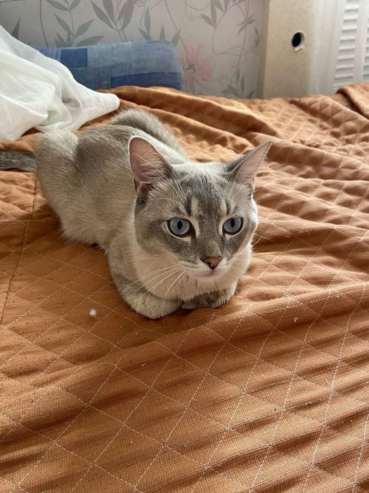 Знайдено домашнього кота!