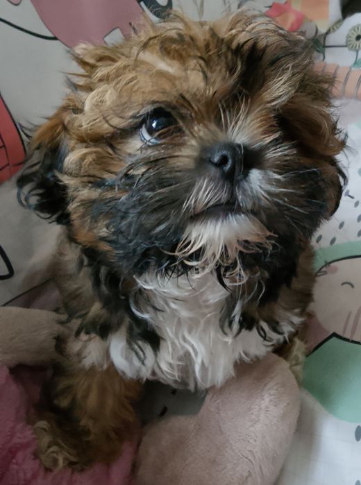 Shih tzu czekoladowa dziewczynka gotowa do odbioru