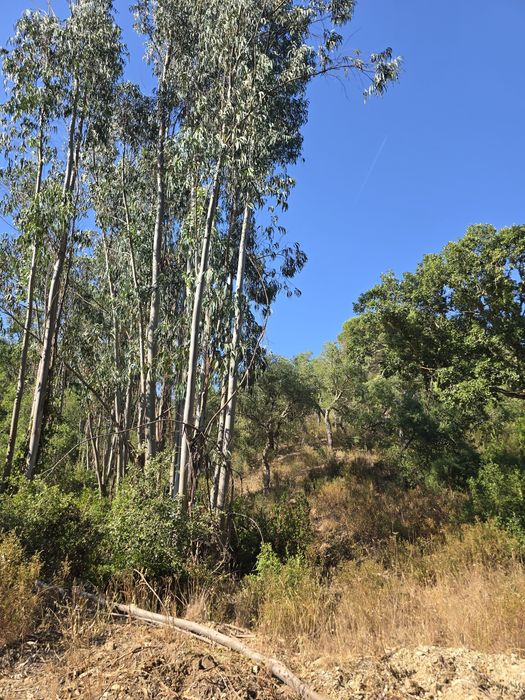 Herdade com  7hectares rural  com montado e eucaliptos, Alentejo.