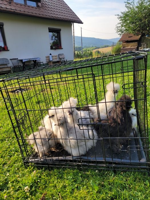 Silka jedwabista silki młode tegoroczne lokowane