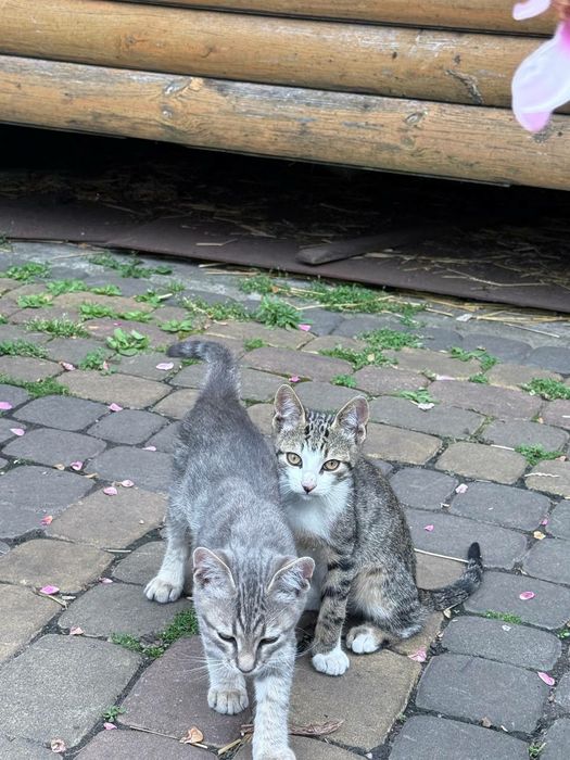 Віддаємо кошенят у хороші руки