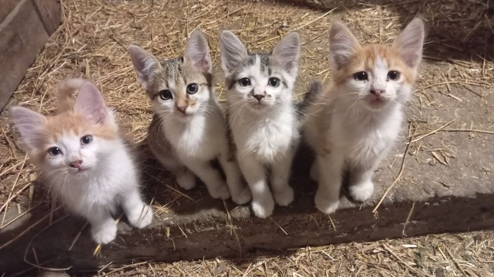 Кошенята в добрі руки