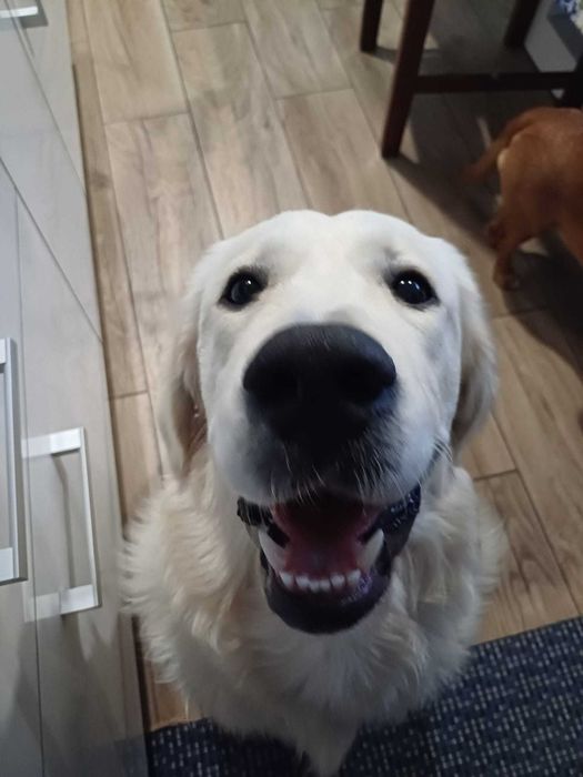 Golden Retriever disponível para acasalamento