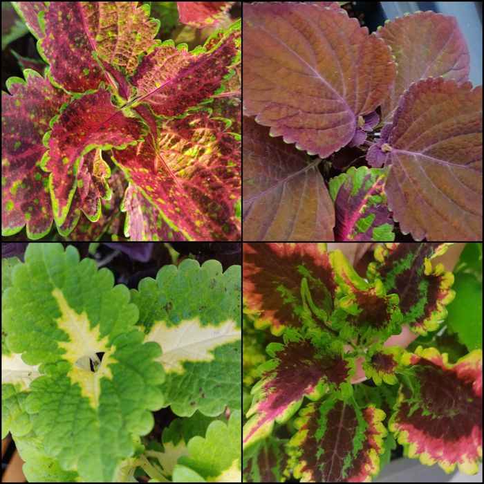 Koleusy cięte i sadzonki * Ostatki * Coleus