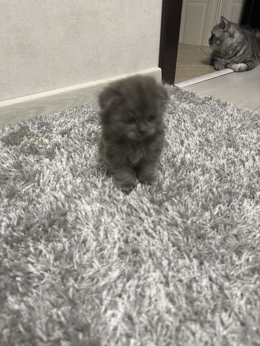 Кошеня Scottish Fold