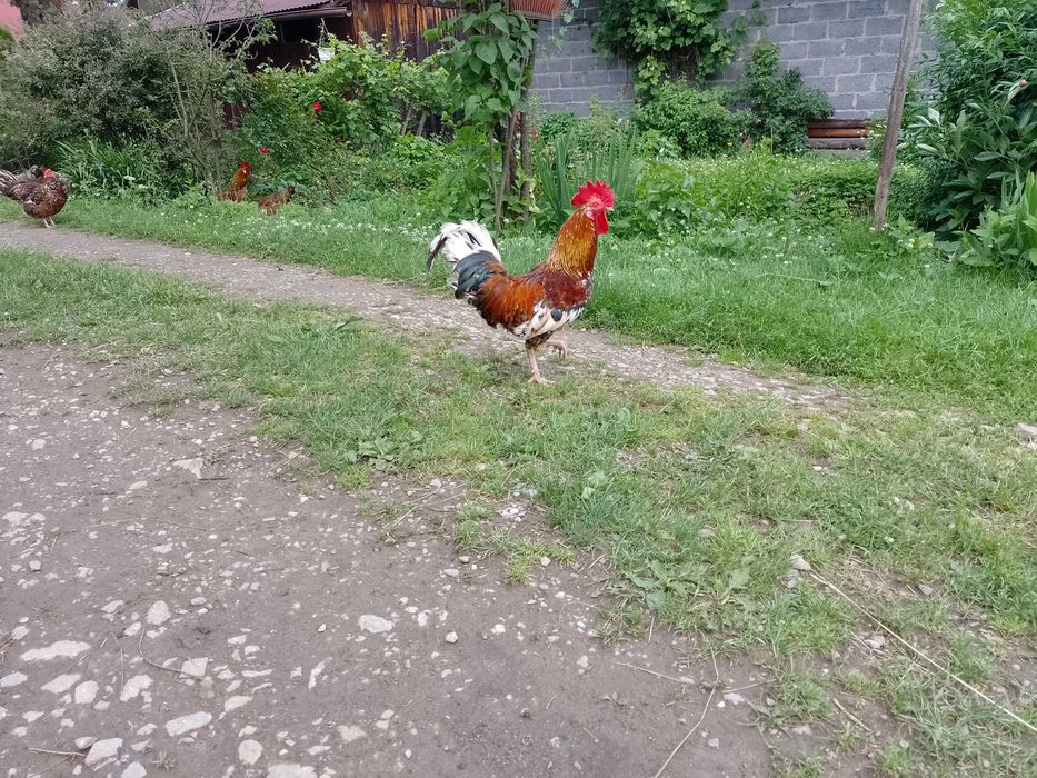Kogut trójbarwny
