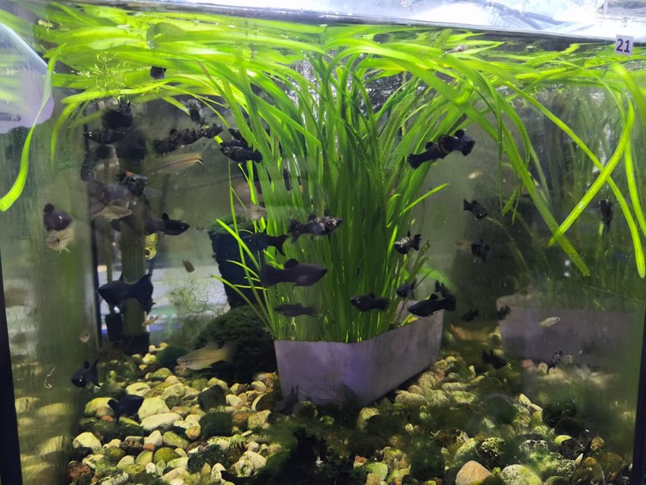 Molinezje i mieczyki