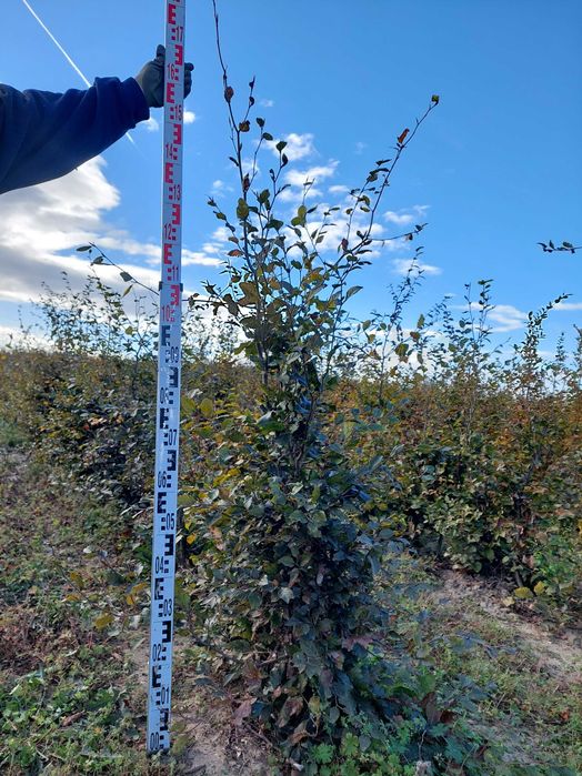 Buk na żywopłot Fagus sylvatica