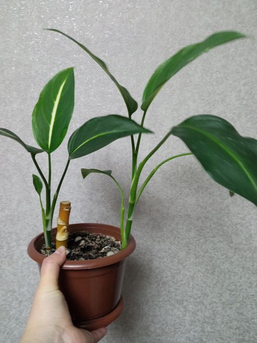 Дефенбахії різних видів та розмірів