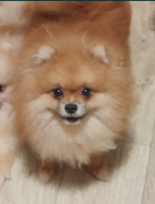 Мальчишка шпицуля померашечка