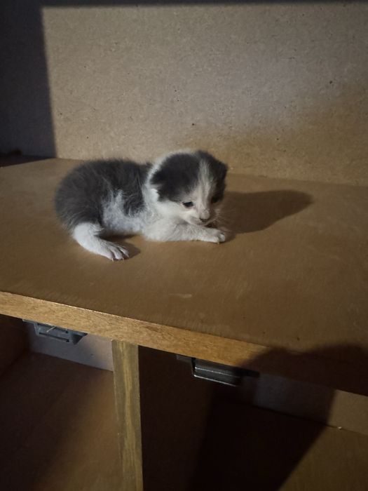 Вітдам котенят в добрі руки