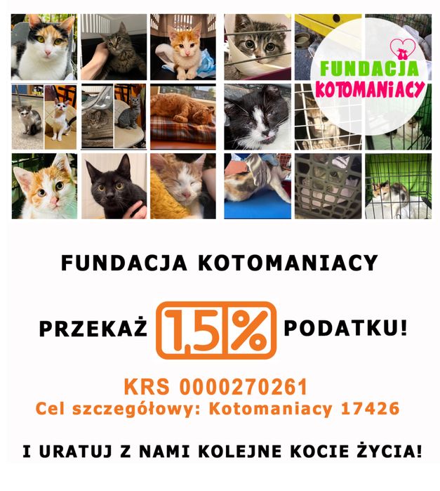 Czarne kotki do adopcji kotki i kocurki