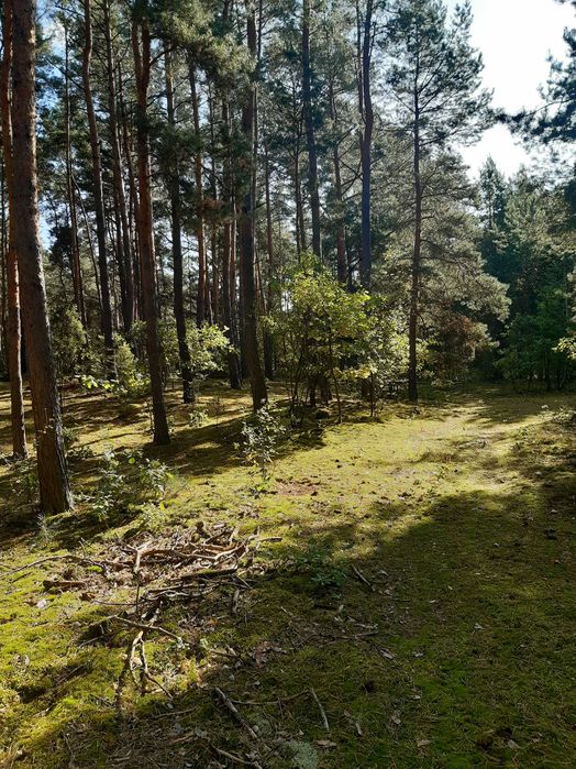 Sprzedam  działkę w miejscowości Nowa Wieś Śladów 1,18 ha
