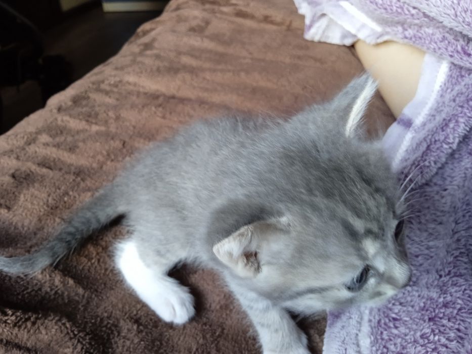 Кицька сямська з голубими очима